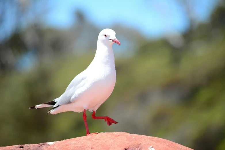 a white bird with a pink beak standing on a rock