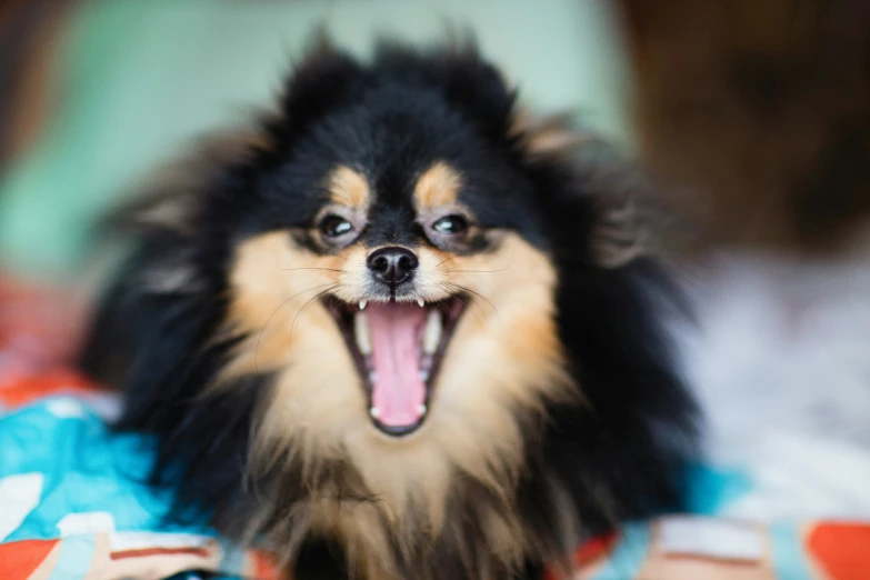 a dog laying on a bed with its mouth open