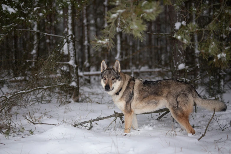 a wolf stands in the woods, and looks away