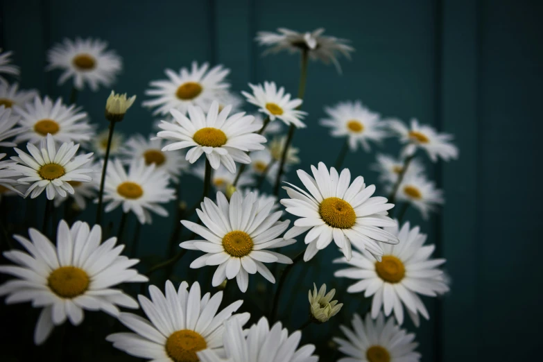 the picture is a bunch of daisies on display