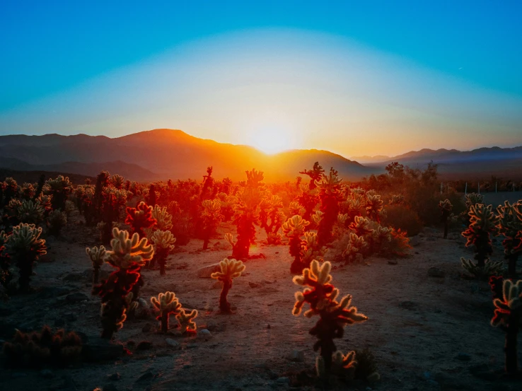 the sun is setting over an open field with many cactus