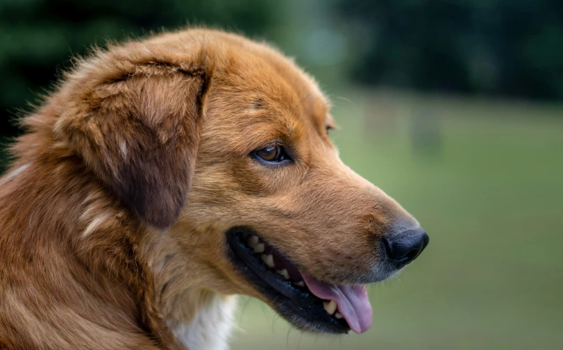 a long haired dog with its tongue hanging out