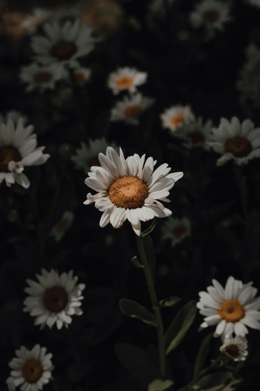 a bunch of daisies are blooming outside