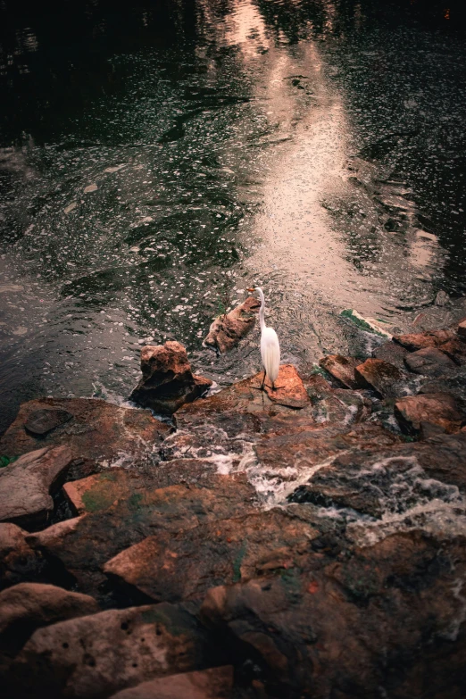 a bird sitting on a rocky shoreline in the water