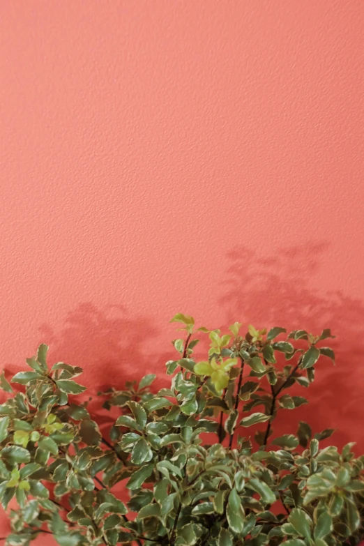 a red wall with small white flowers and leaves