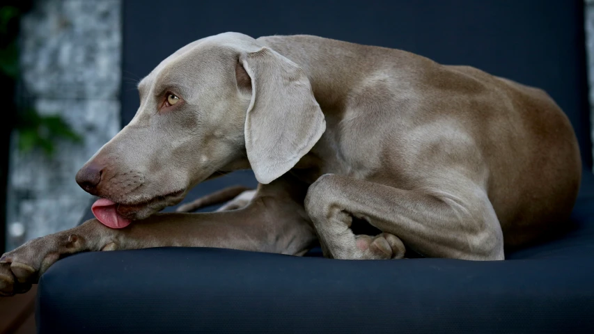 a close up of a dog laying on top of a couch