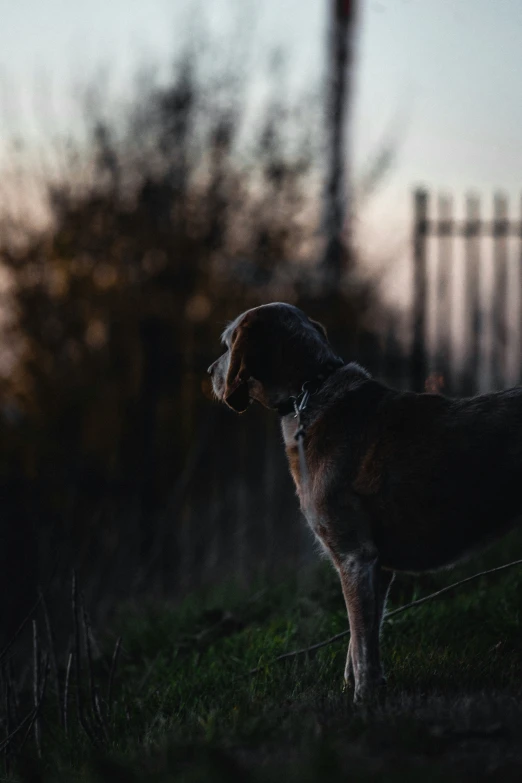 a dog stands on the grassy grass while a light shines through the window