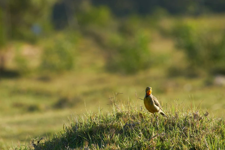 a small yellow and black bird on the side of a hill