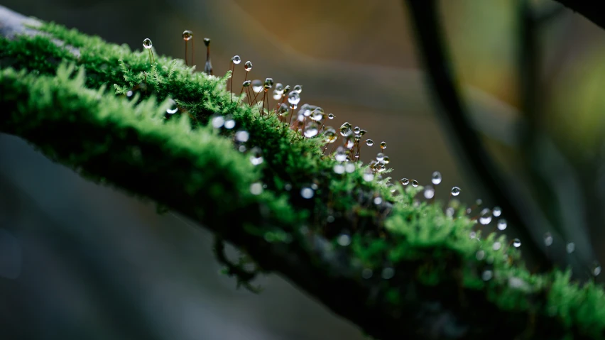 rain droplets are on the moss on a nch