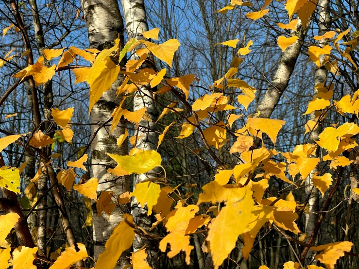 yellow leaves are hanging on the nches of a forest