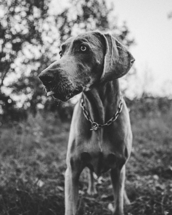 a dog that is tied to a fence