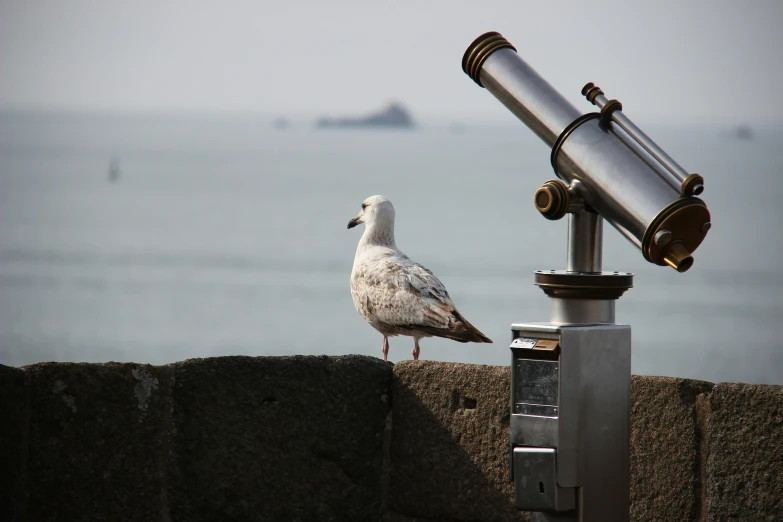 a bird standing on top of a concrete wall next to a telescope