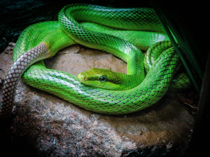 a close - up of a green snake on a rock