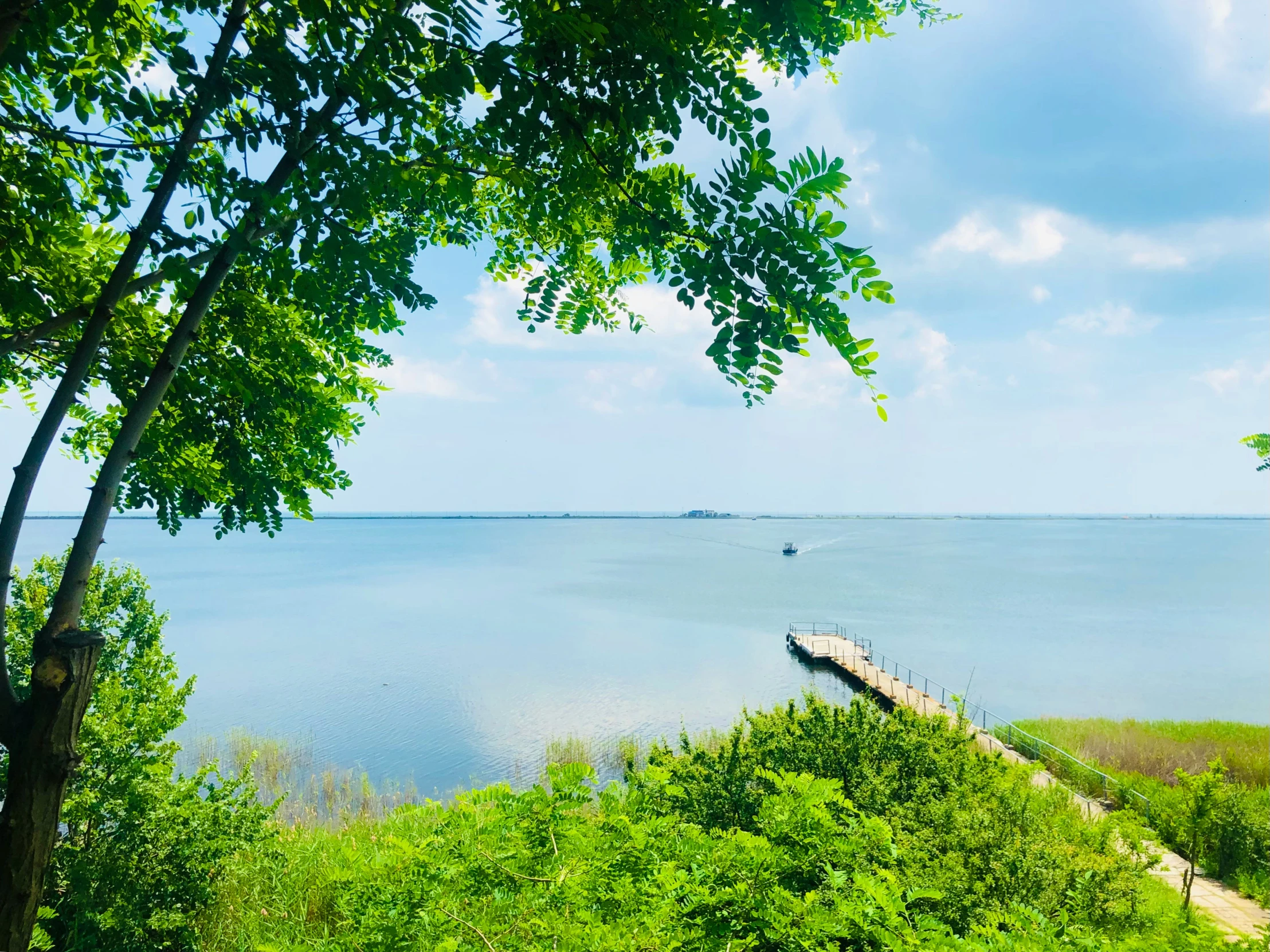 an ocean with a tree and boat in it