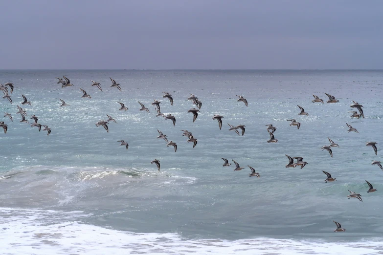 a bunch of birds that are flying over some water