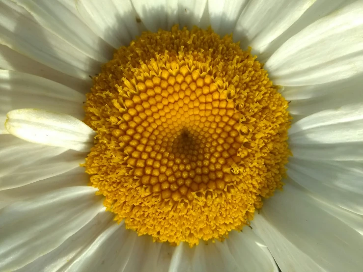 the top half of the flower of a daisy