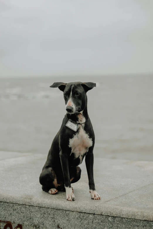 a dog sits and stares toward the ocean