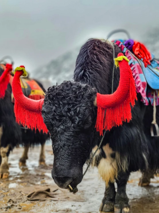 several very cute cows standing in the mud