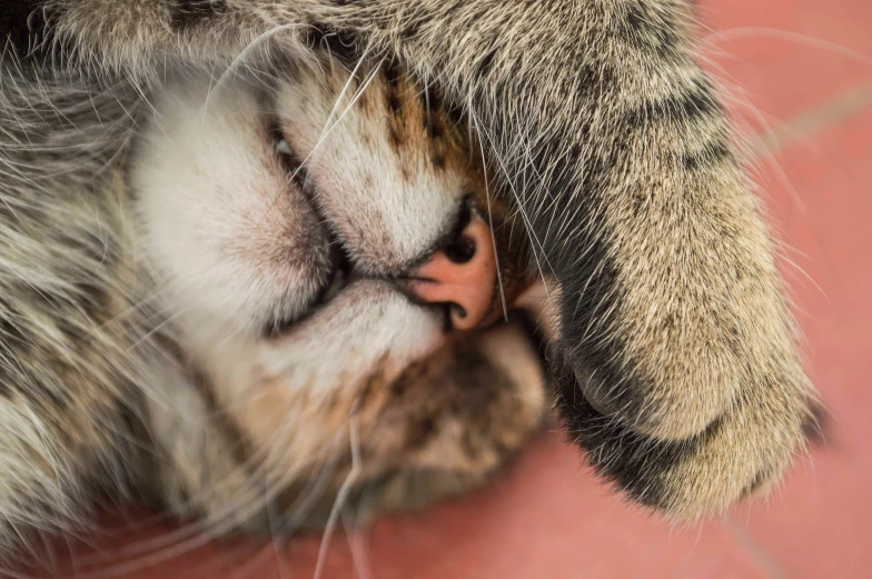 a cat is sleeping with its paw on the ground