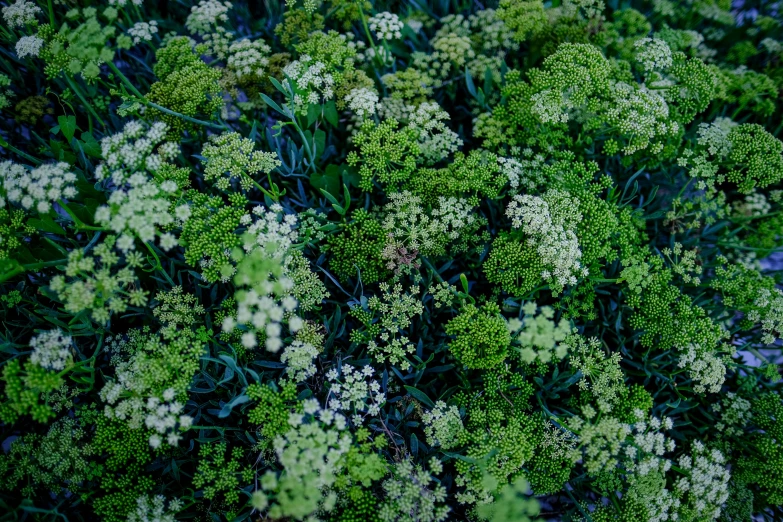 some very small green plants growing together