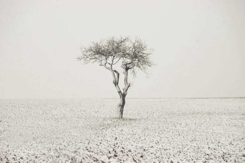 an almost barren tree on the top of a snow covered hill