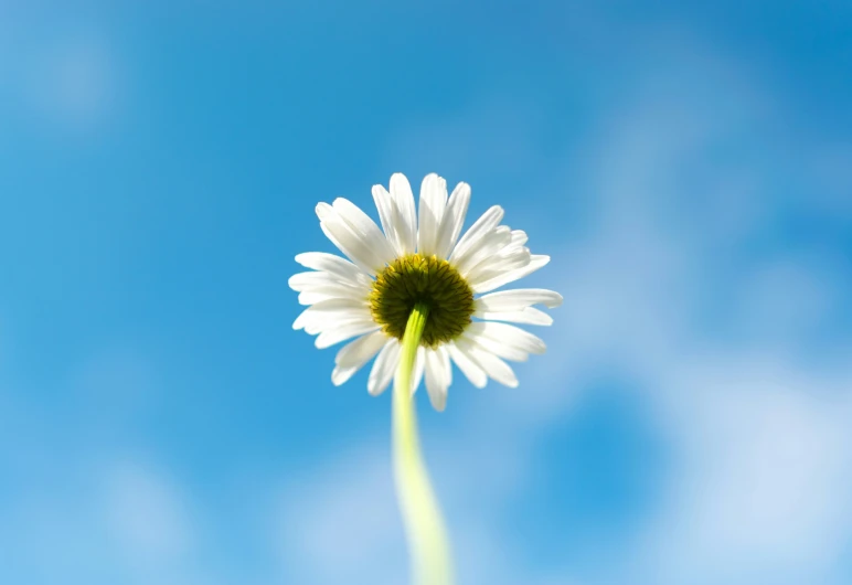 there is a white flower that is standing alone