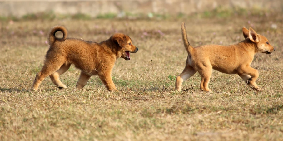 two little puppies walking in a field
