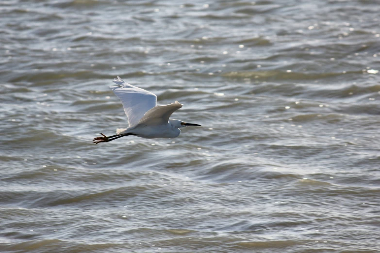 the bird is flying over the calm water