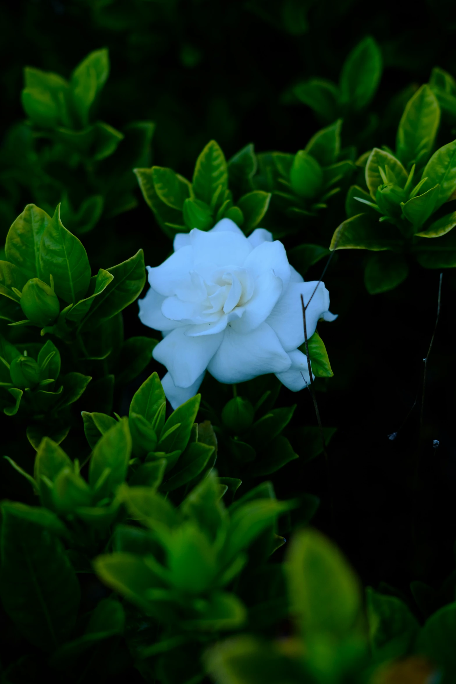 a close up of a flower surrounded by plants