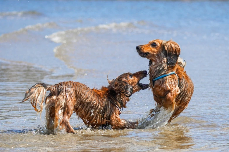 three dogs play in a shallow lake