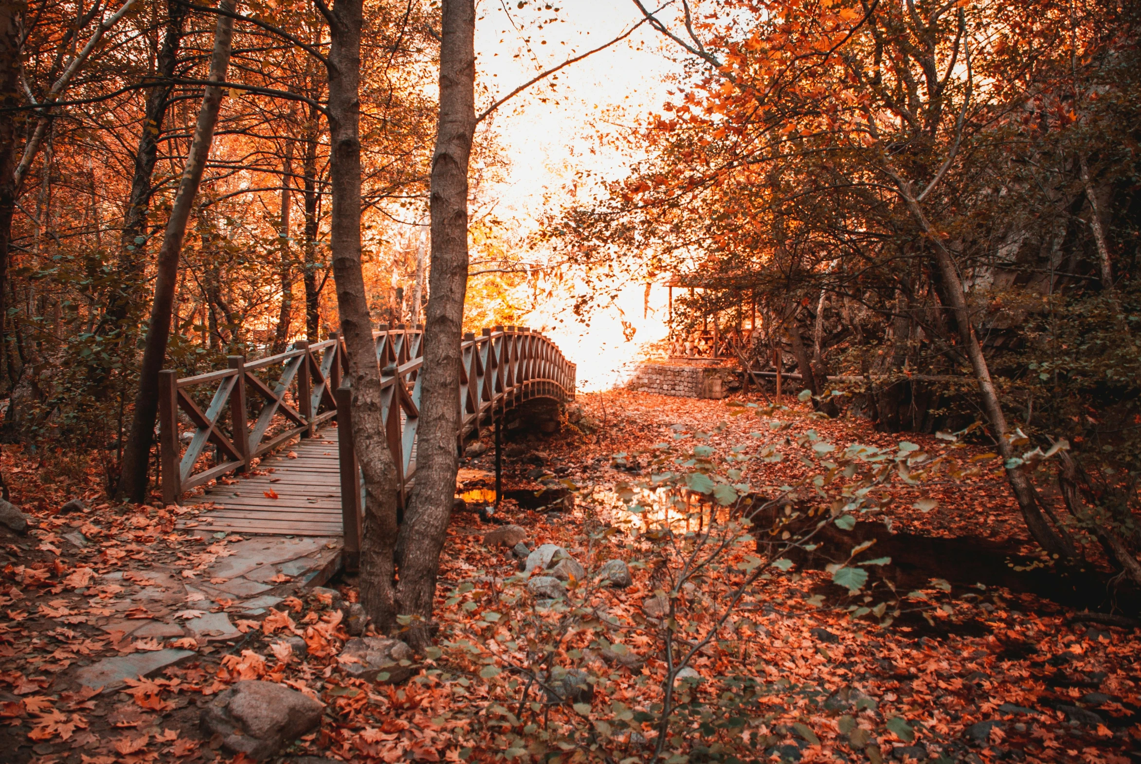 bridge going over fallen leaves in the middle of forest