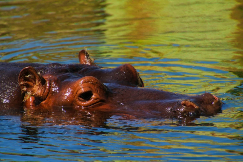 a hippo swimming with his mouth open