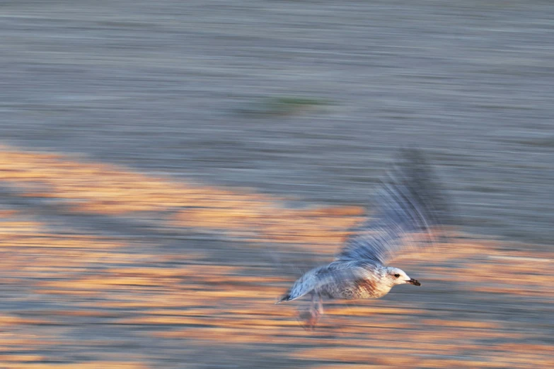 a blurry white bird flying above the beach