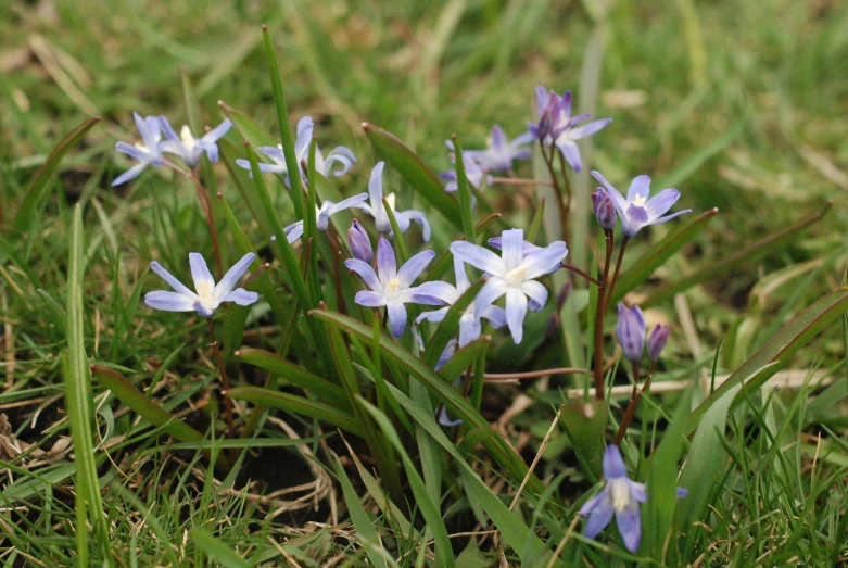 some small purple flowers growing in a green field