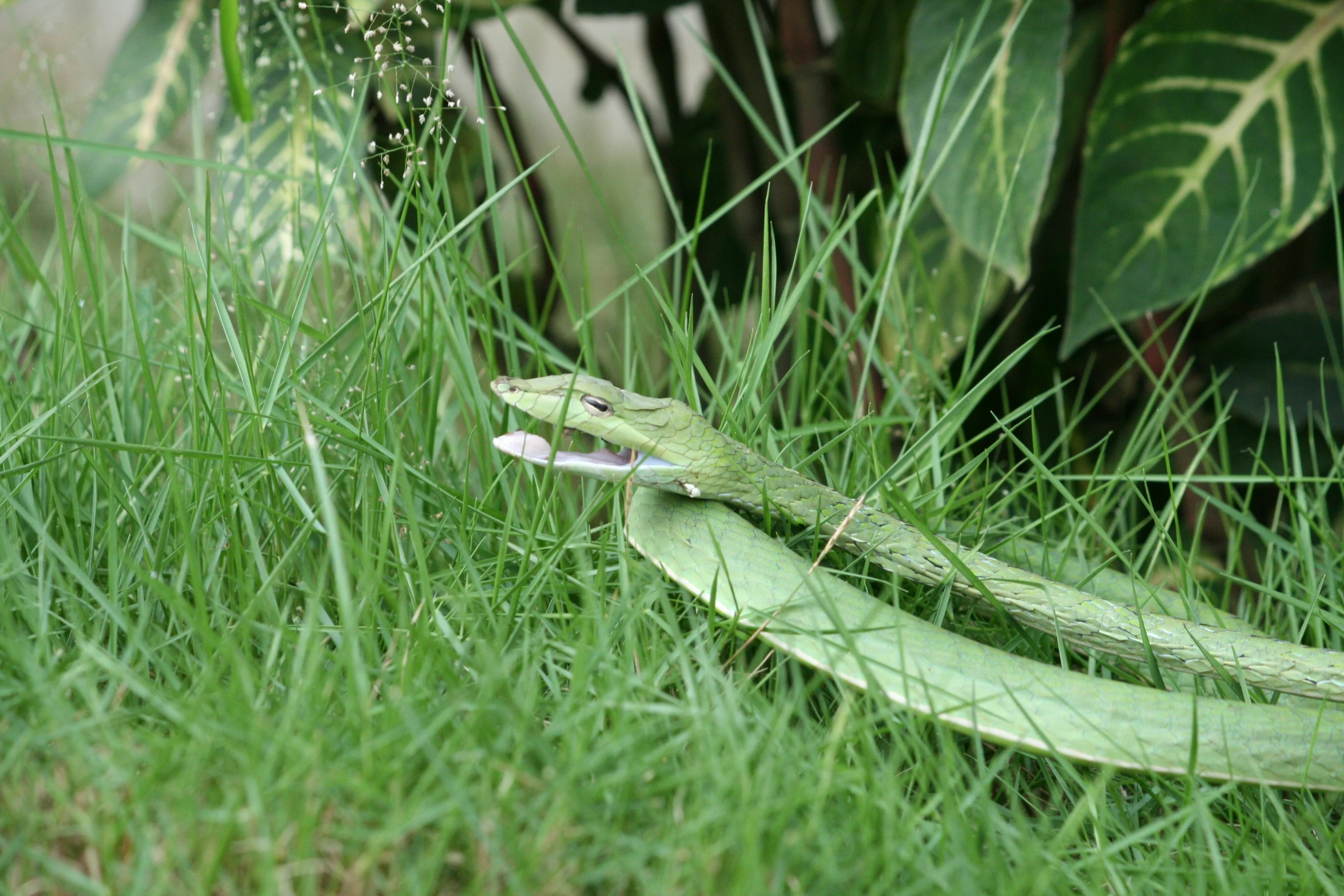 a green lizard laying on its back in the grass