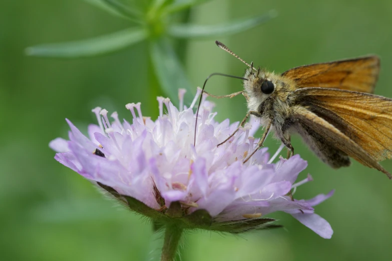 a brown erfly sitting on a flower next to a green field