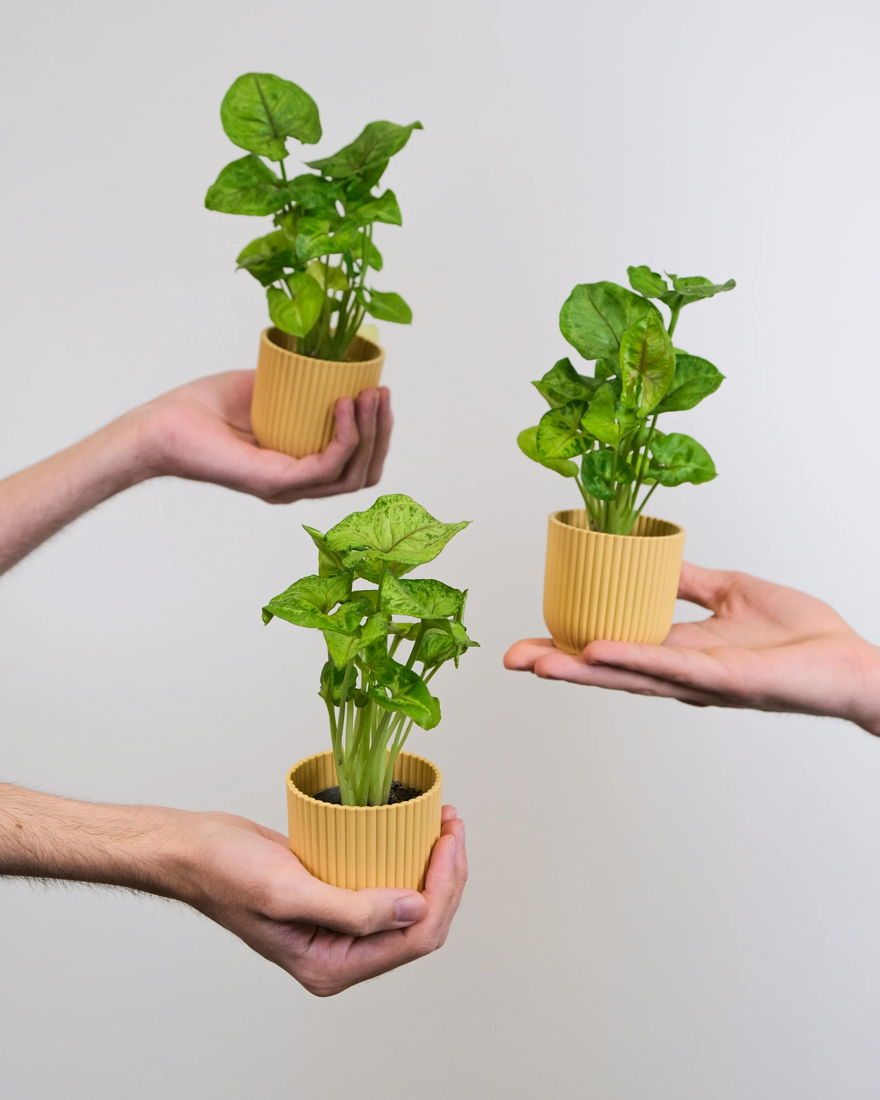 a person holding two hands in the air while one holds a plant in the air and one holds a potted plant in the air