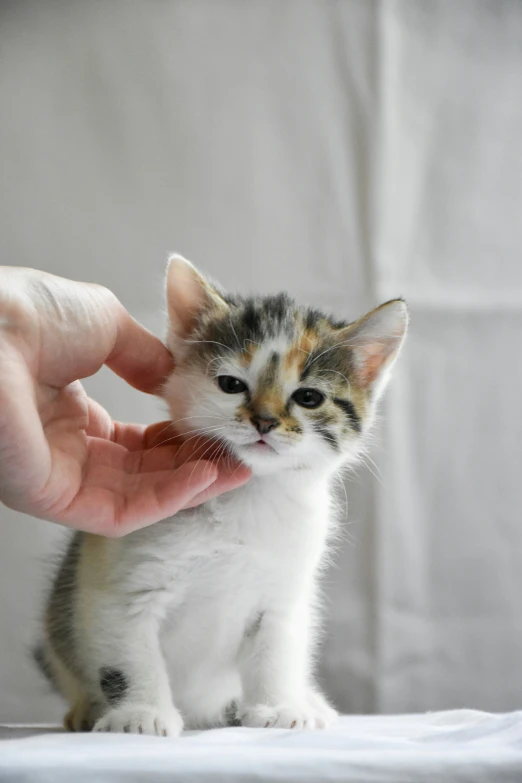 there is a small kitten in the human hand