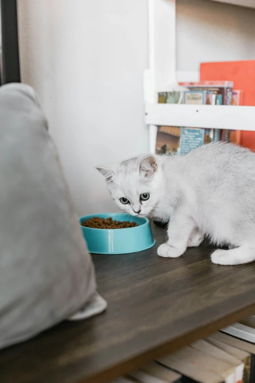 a white kitten is eating out of a blue bowl