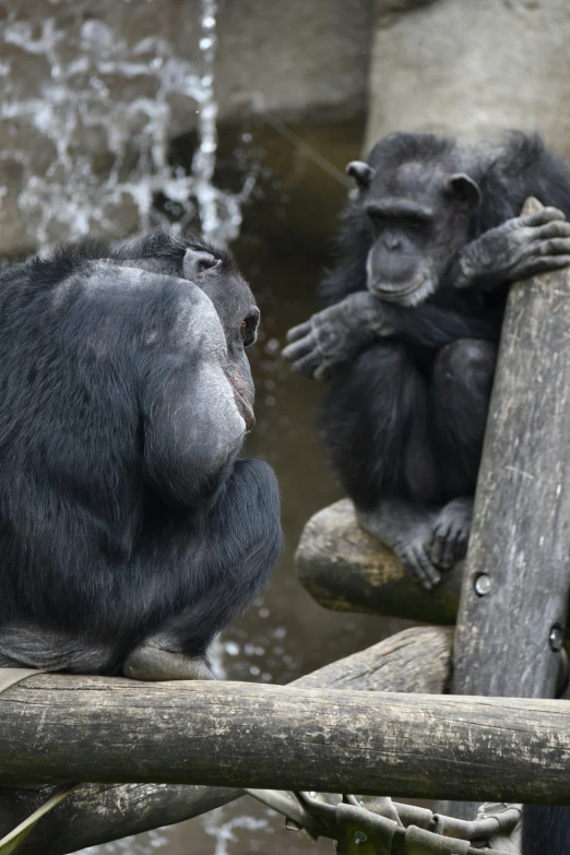 a couple of monkeys sitting on top of a tree