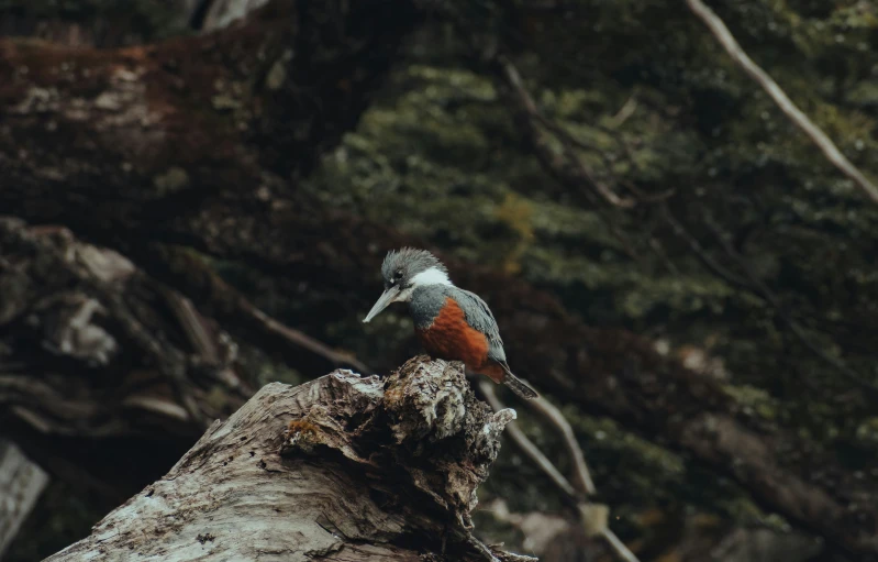 a bird standing on top of a tree trunk