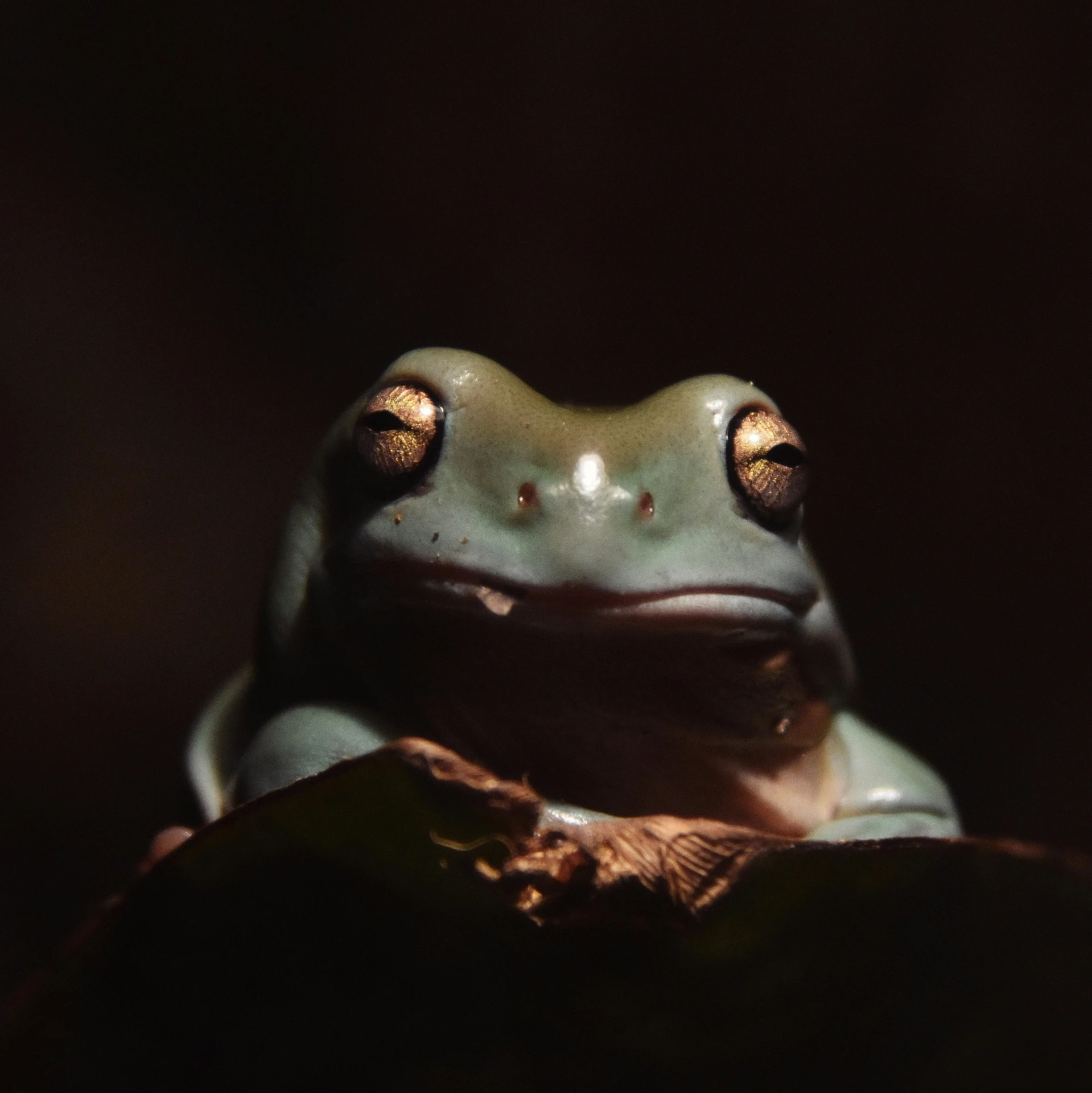 frog sitting up on top of a rock looking in to the camera