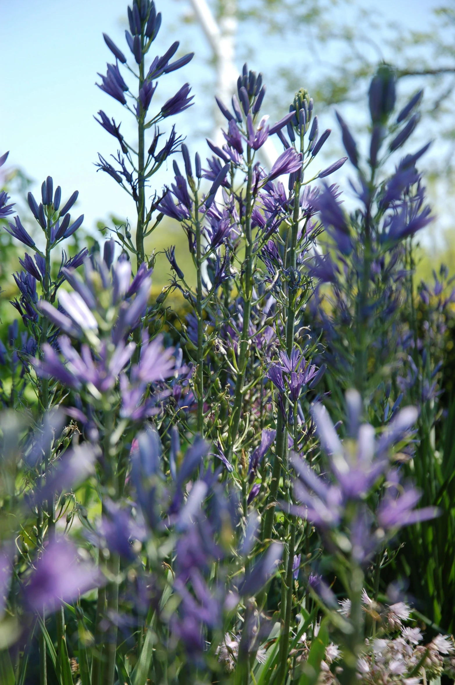 a bunch of flowers near the woods and trees