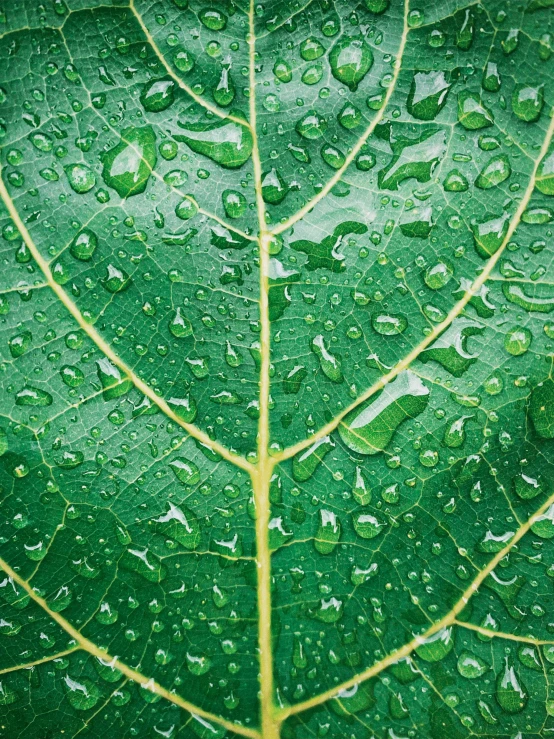 the large green leaf has drops of rain on it