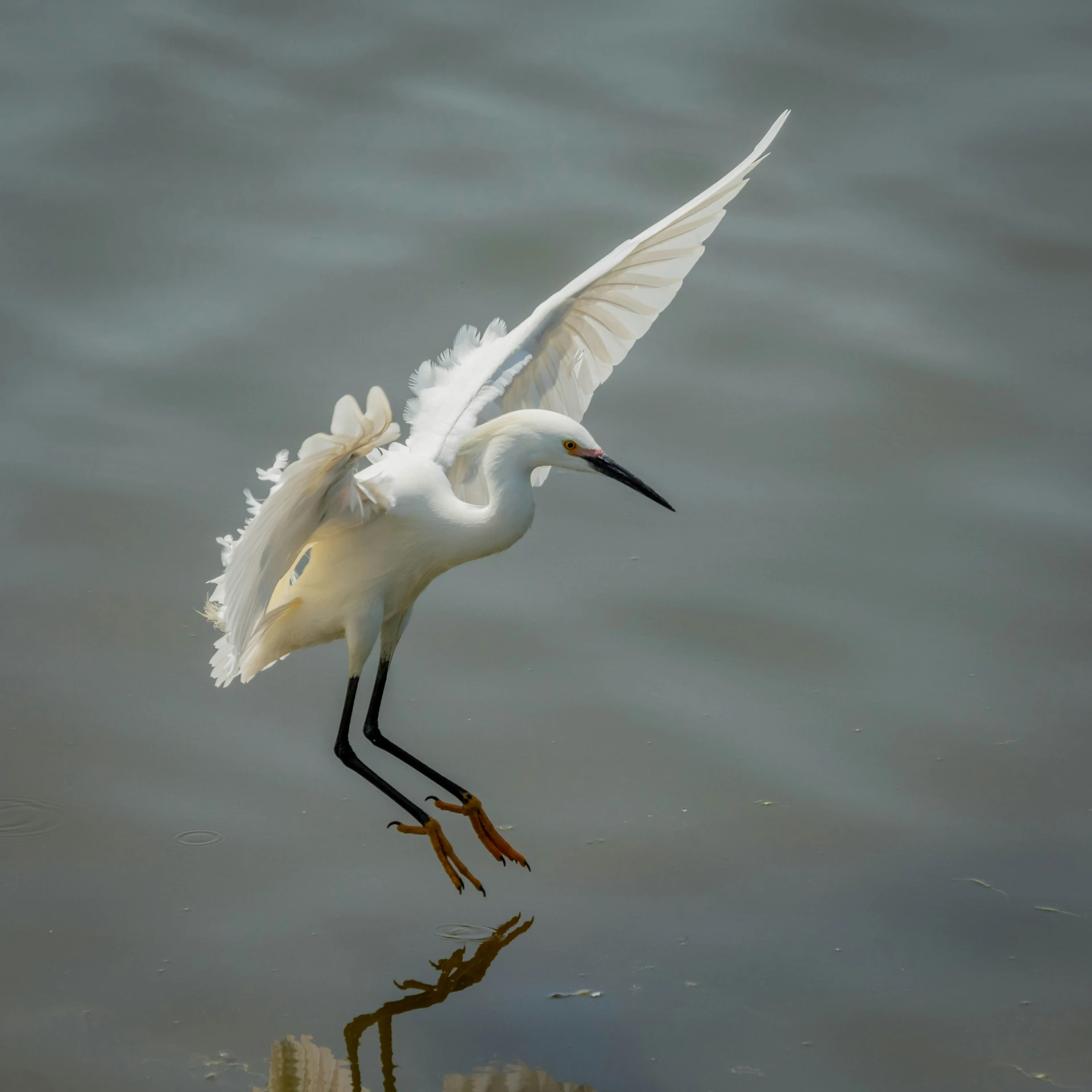 a bird that is standing in the water