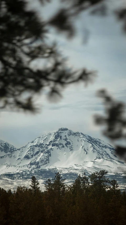 snowy mountain seen through the leaves of a pine tree