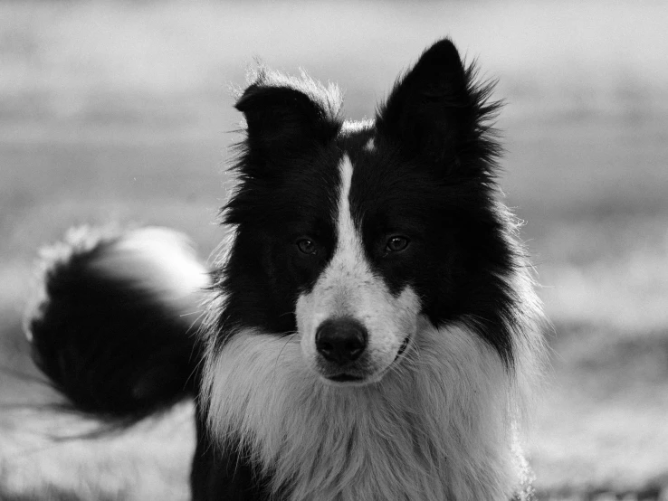the black and white border collie dog is standing on a hill