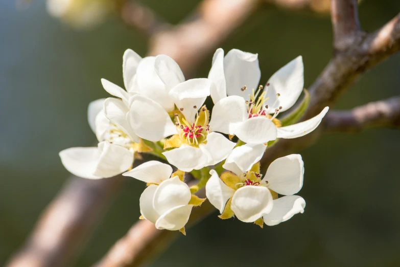 an image of some flowers on a tree nch