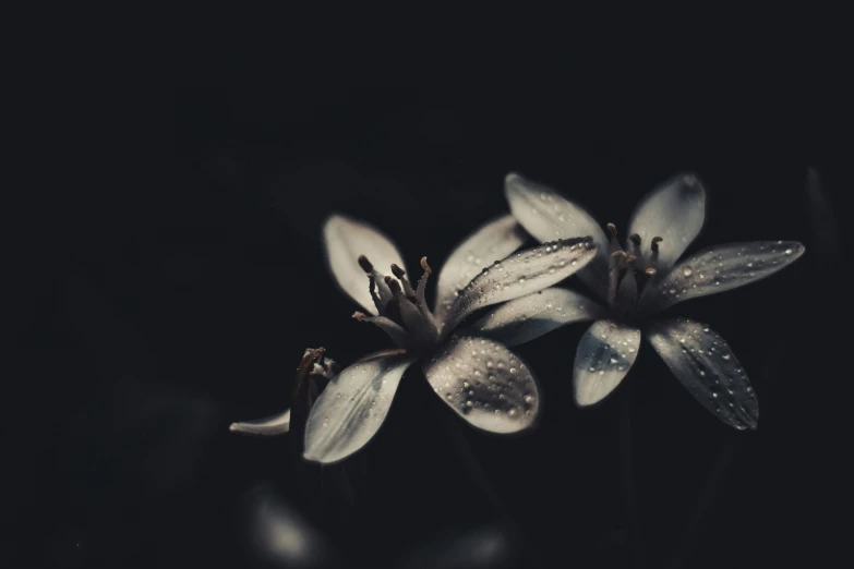 flowers with water droplets sitting on them in the dark