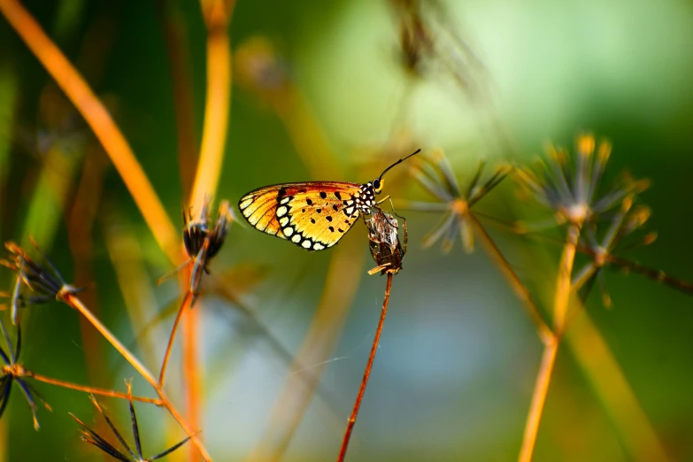 a erfly sitting on a plant that has lots of flowers